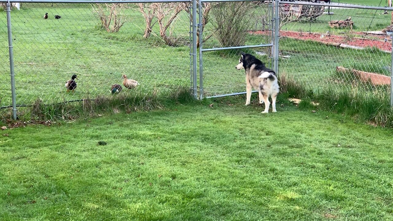 Dakota Meets Some Ducks