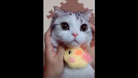 Tiktok cute CATS funny video compilation - funny cats ✪ cute and baby cats videos compilation