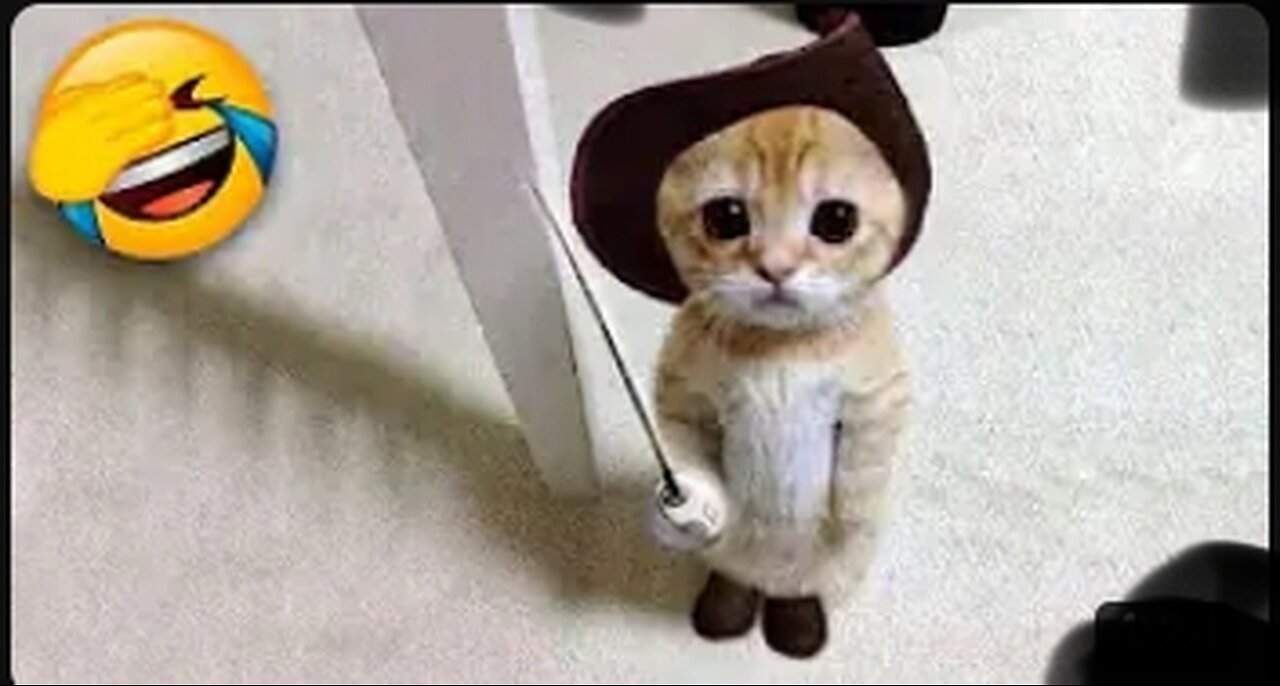 Funniest Cats and Dogs | Funny Animal Videos #9 #Funny #funnycat #Funnydog