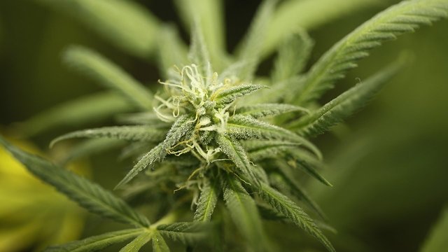 An FDA Panel Recommended Approving This Marijuana-Derived Drug
