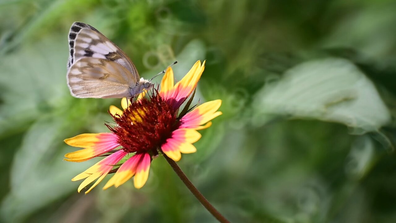 Indian Blanket Wildflower 🦋