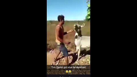 Zionist Jew smacks a donkey and the donkey fight bk