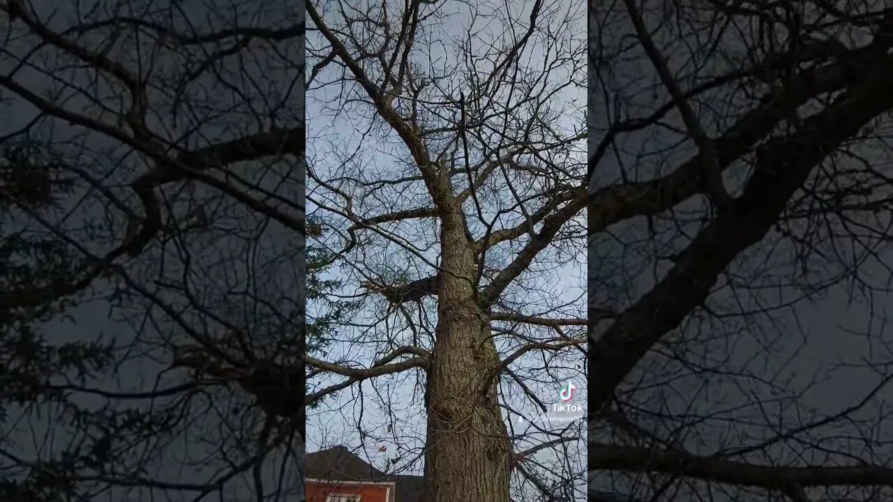 Big old Maple #nature #memories #fun #home #rurallife #canada