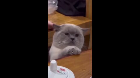 Funny cat || verry funny cat ||beautiful cat #cats