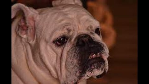 Super Funny Dog Videos [2022]/Animal Amaze Videos