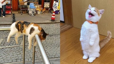 Cute and Baby Cats Video Compilation #2