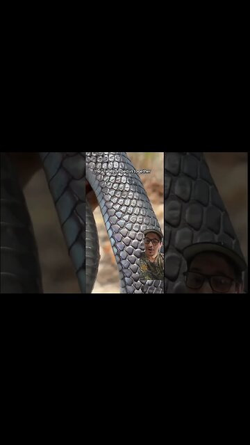 These snakes are BEASTS