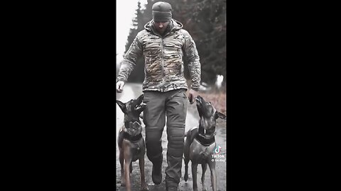 Highly trained war dogs