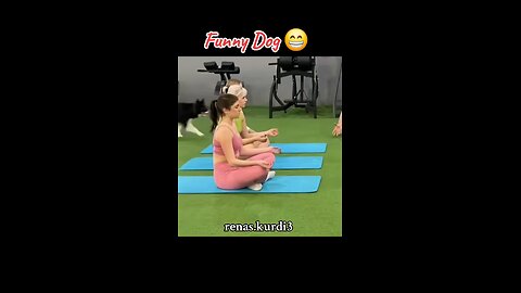 Funny dog