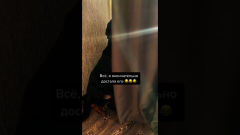 #shorts Смешные Собаки Из Тик Тока 173 Funny Dogs From Tiktok