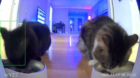 The boys are well. And adjusting nicely to the new house. here's a peek at the new snack cam