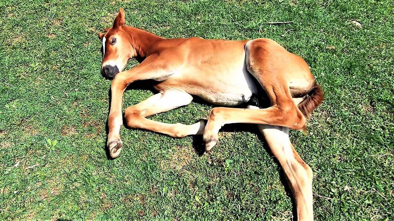 Sleepy young foal adorably stretches out to dream in the sunshine