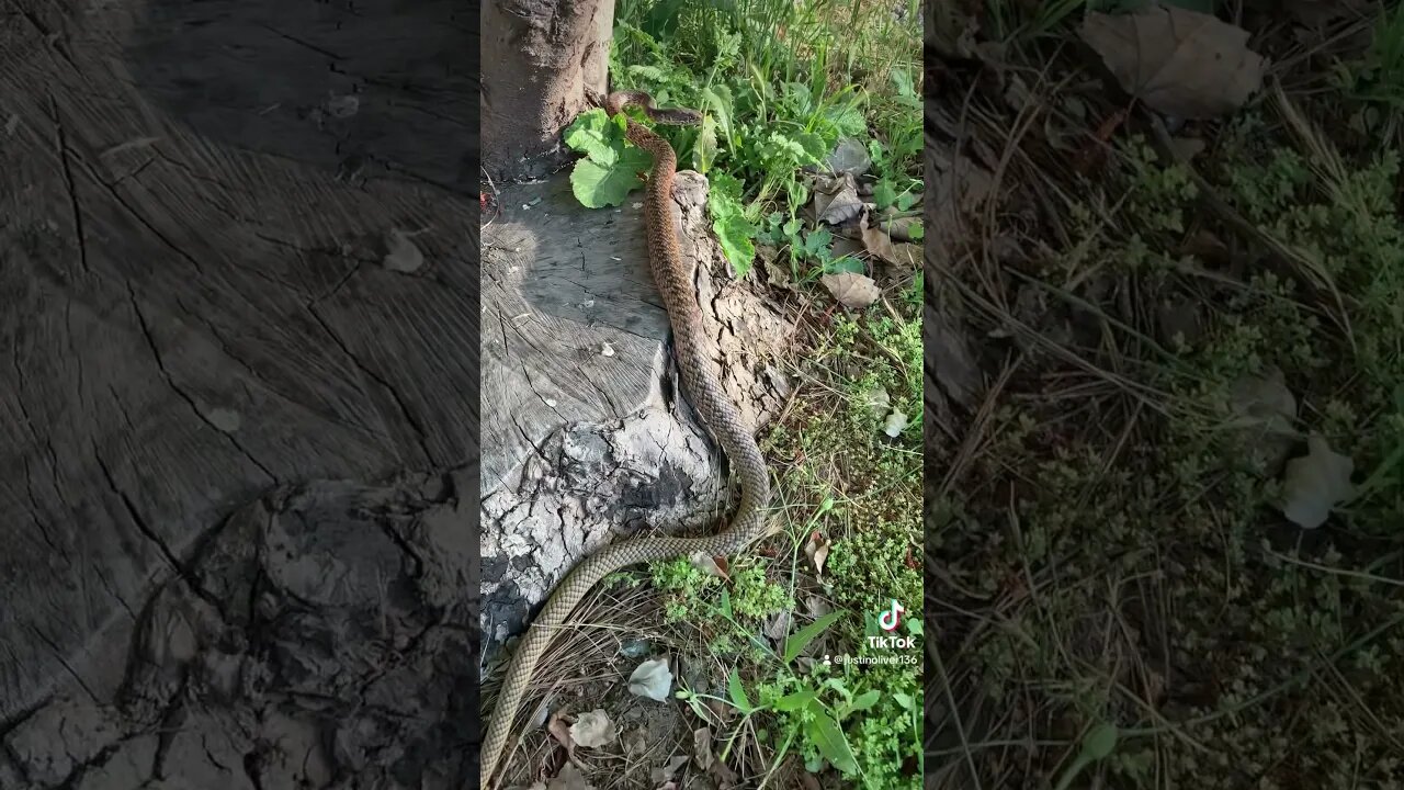 Coachwhip snake! #snake #wildlife #outdoors #nature #reptiles