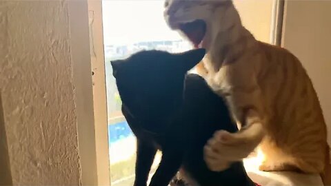 Cat Doesn’t Wanna Share Cat Tree With Kitten 😹