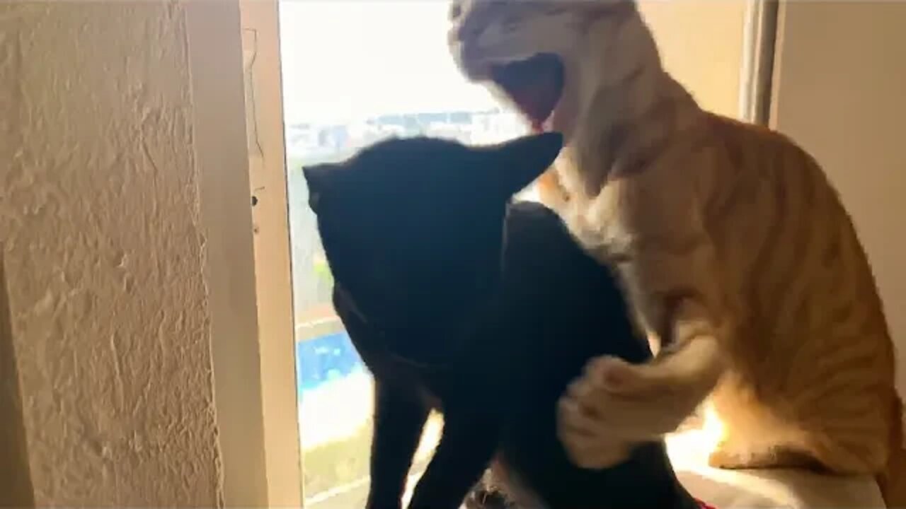 Cat Doesn’t Wanna Share Cat Tree With Kitten 😹