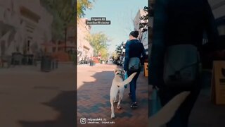 Focus on your dog, let life do what life does.