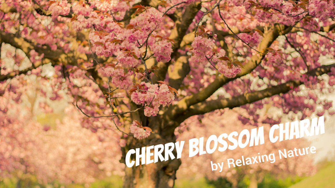 Cherry Blossom Charm - 60 minutes of Beautiful, Relaxing Music for Study, Work, Meditation, Sleep