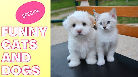 Funny cats and Dogs Special