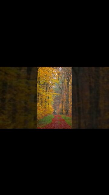 RELAXING MUSIC/DEEP SLEEP MUSIC/autumn ambience music #shorts