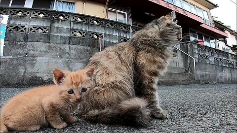 【Stray cat parent and child】It's way too cute to see the kitten fawning on its mother