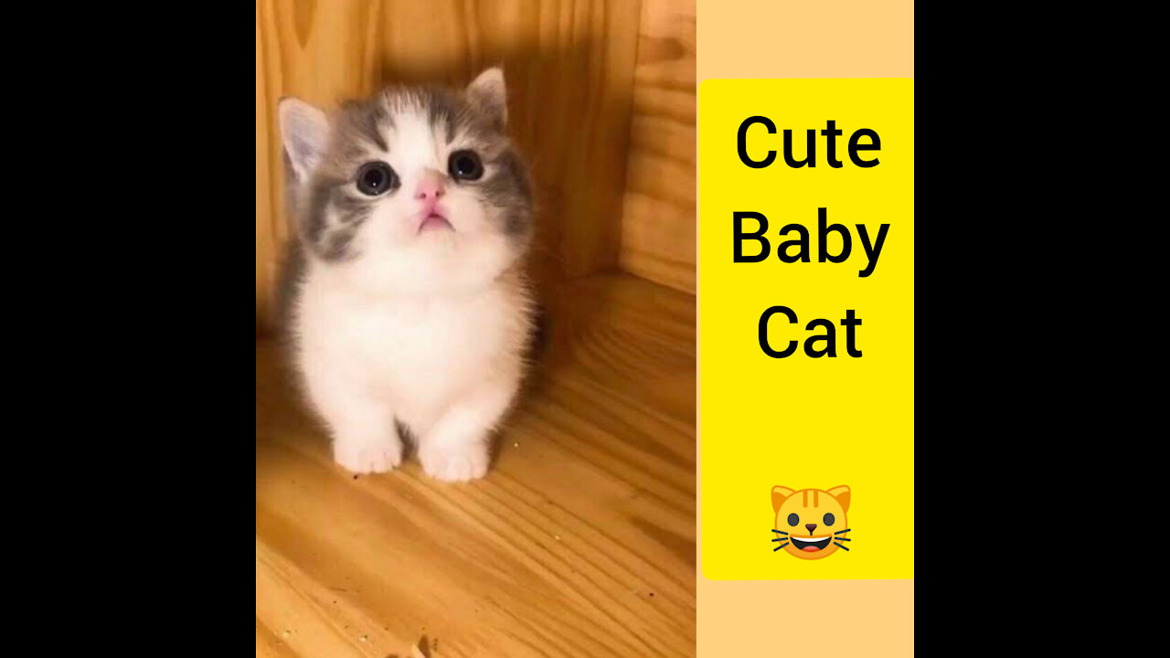 Cute baby cat top