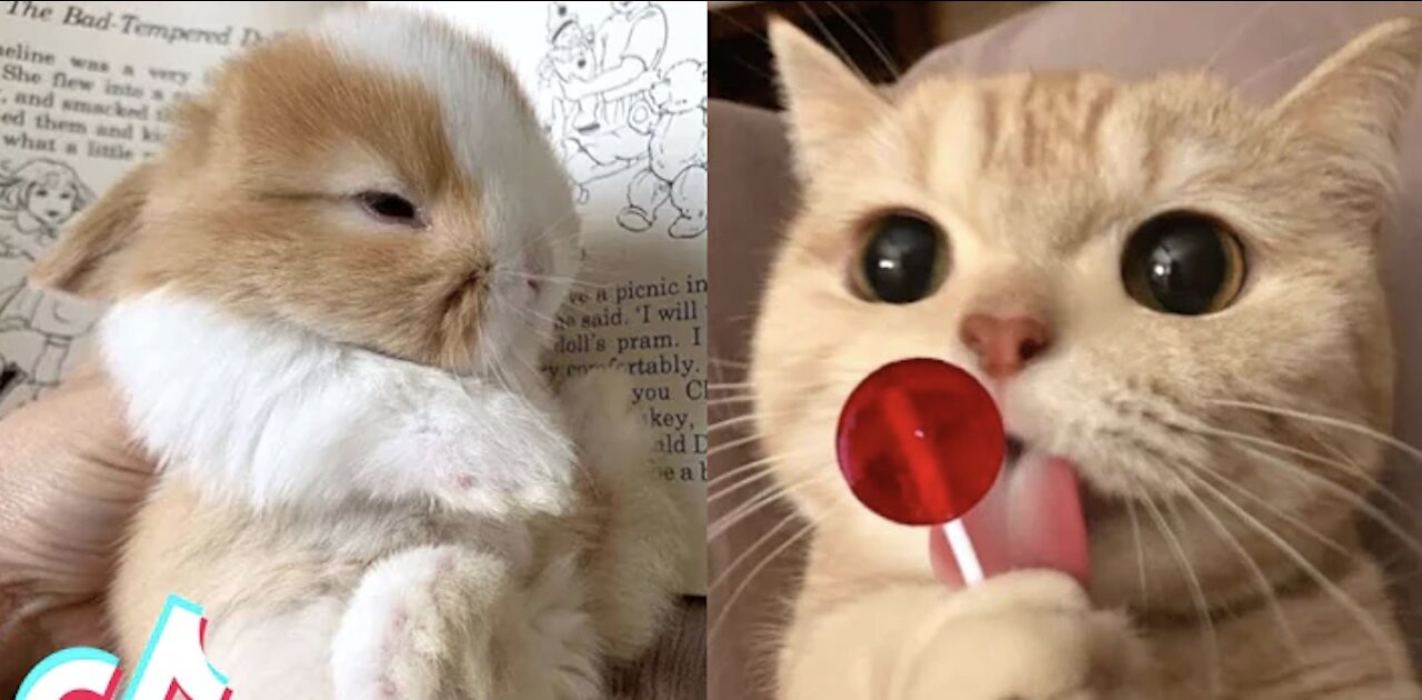 TikTok Pets that Will 100% Make You Day Better 🥰