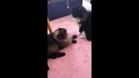 Cat Bops Cat on Head for Biting Saga of Boston & Blitz