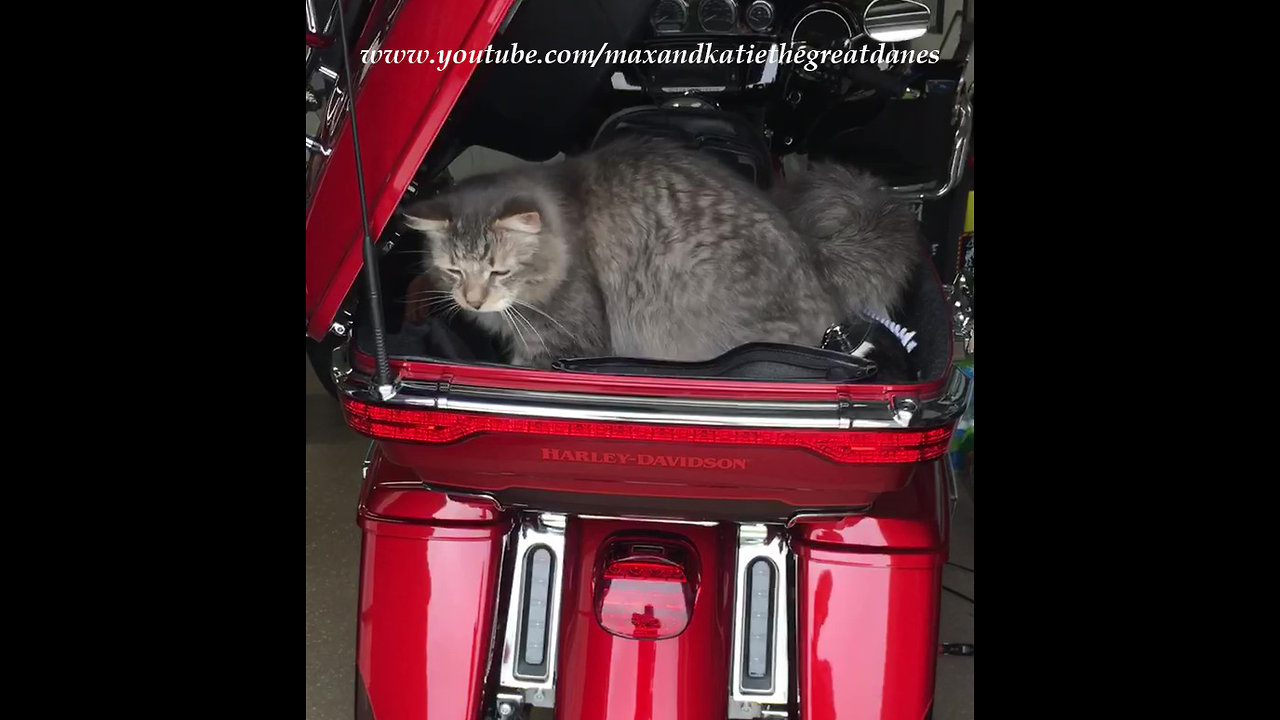 Maine Coon Cat Carrier by Fox Harley Davidson