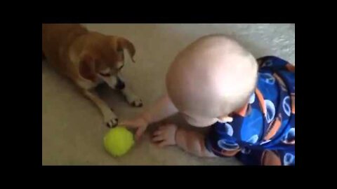 Funny dog playing with a baby