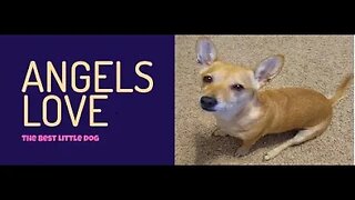 Introducing Angel Love