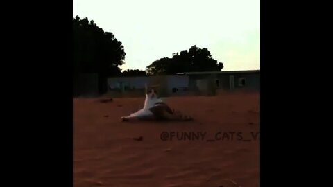 funny cats ||#shorts