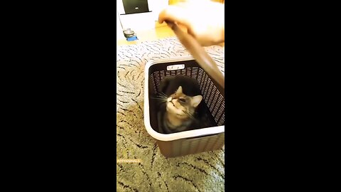 “Epic Cat Nail Trimming Battle!”