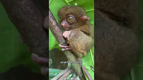 Tarsier 🐒 One Of The Cutest And Rarest Animals In The Wild #shorts