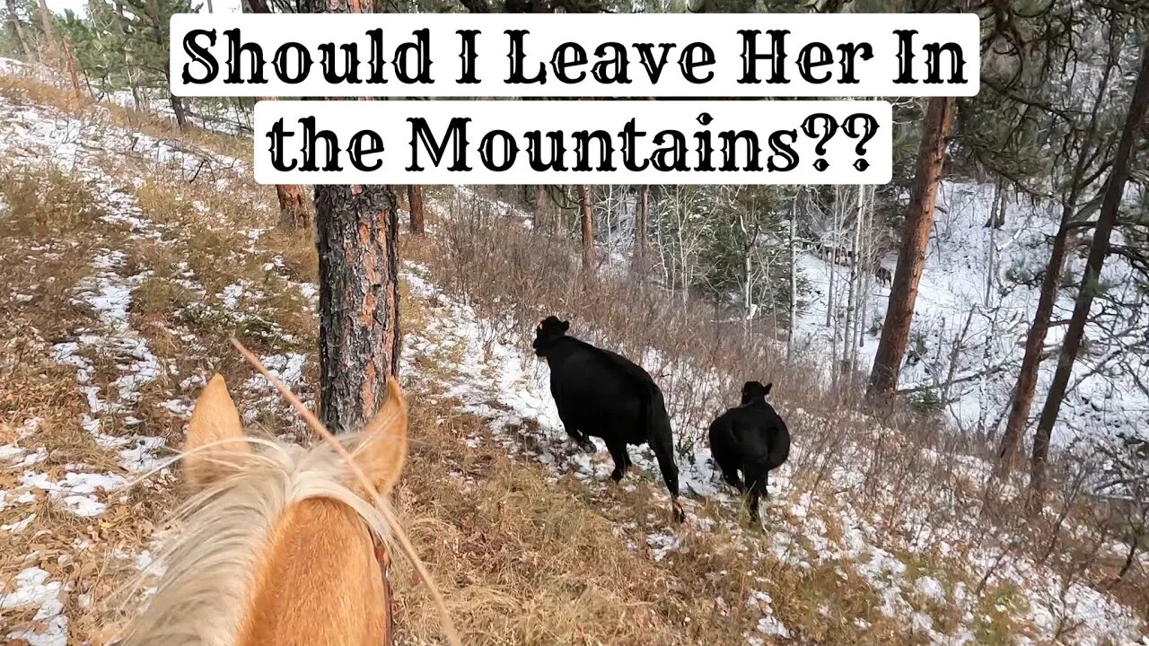 Wild Cow Pushes Her Luck…