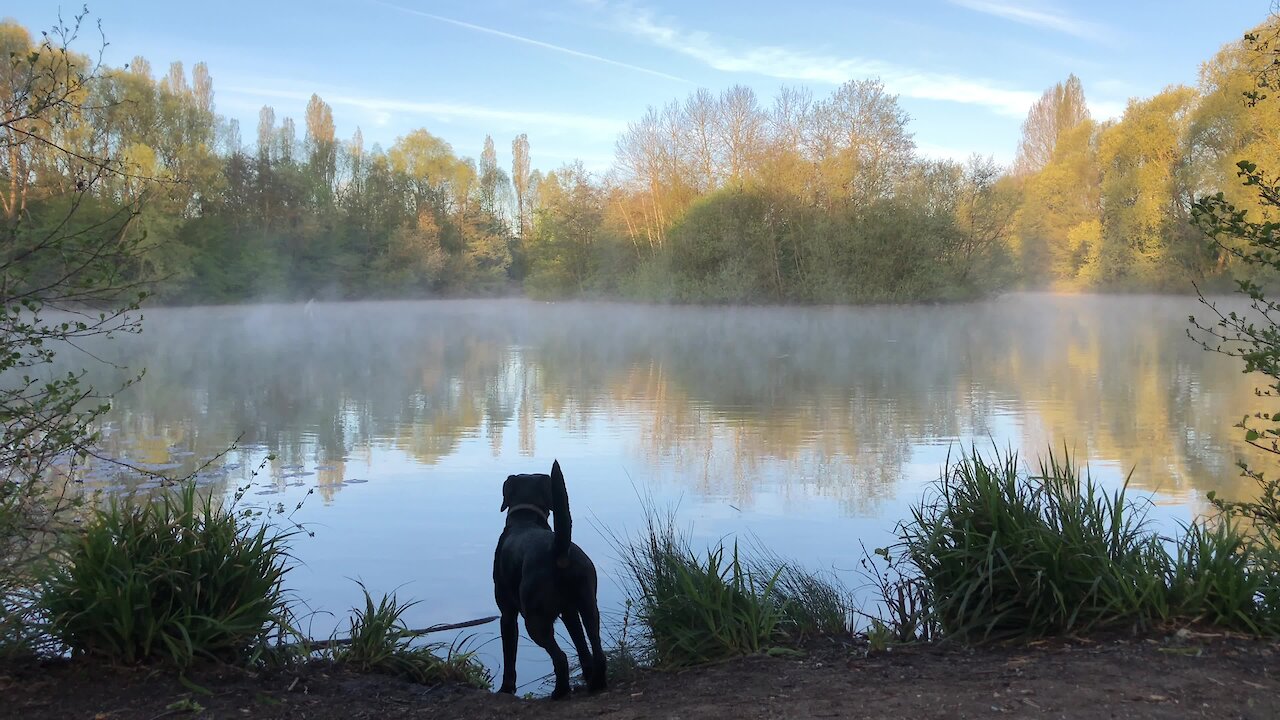 Did this dog just get spooked by a ghost on the water?