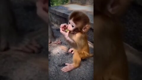 Cute baby monkey #shorts