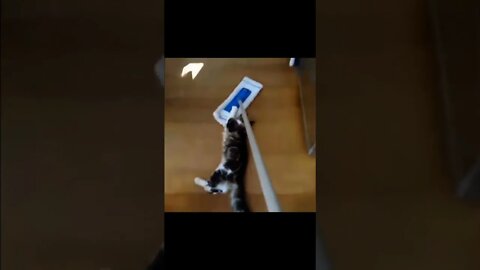 Cats Are Helping With Cleaning :) #shorts #cats #funny #like