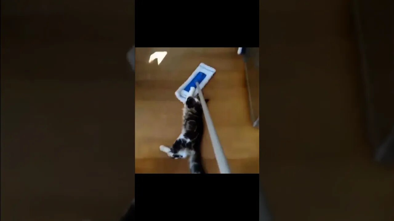 Cats Are Helping With Cleaning :) #shorts #cats #funny #like