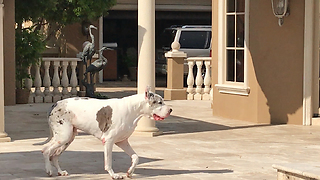 Happy Great Dane Enjoys a Stroll and a Swim