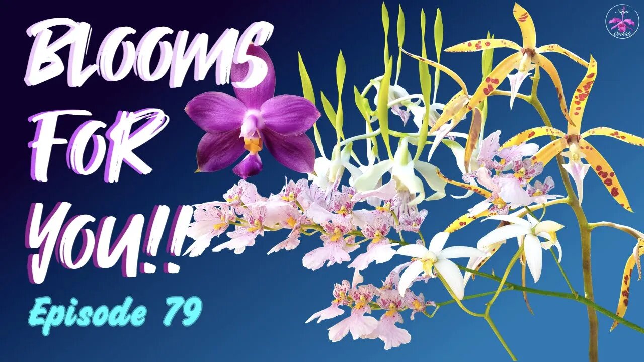 Orchid Updates | Orchid Bloom Dedications | Orchid Blooms for YOU! Episode 79 🌸🌺🌼#OrchidsinBloom