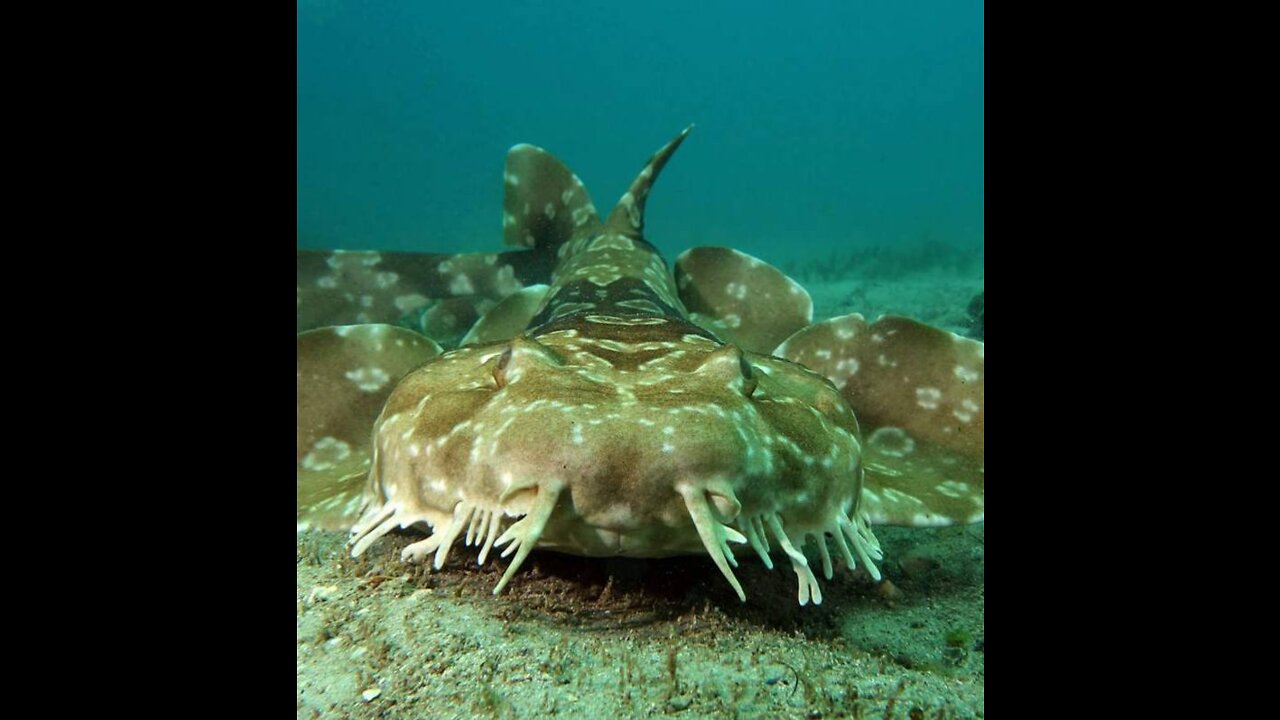 Wobbegong shark exploring the great barrier reef