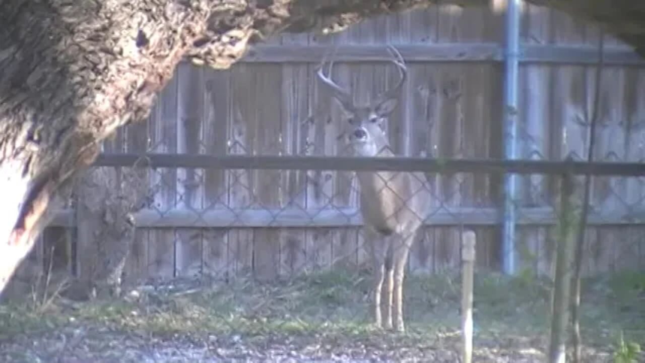 LAKE BUCHANA DEER