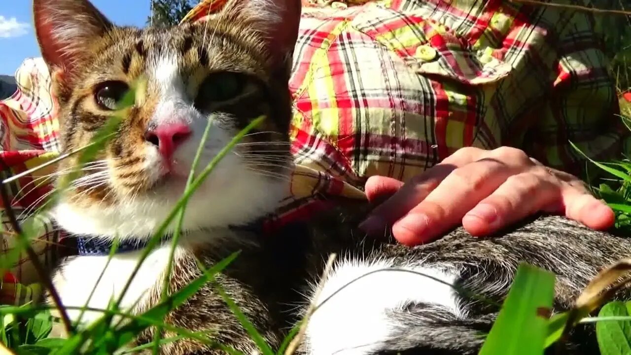 A Cat with a Wet Nose