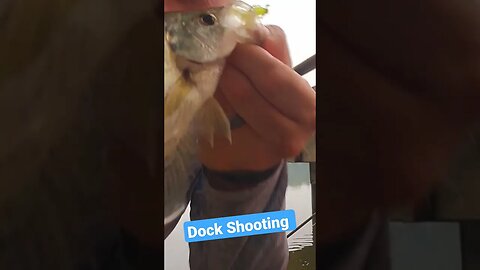 Dock Shooting Crappie #fishingtutorial #castcray #fishing #crappie #crazy #cool #fun #shorts