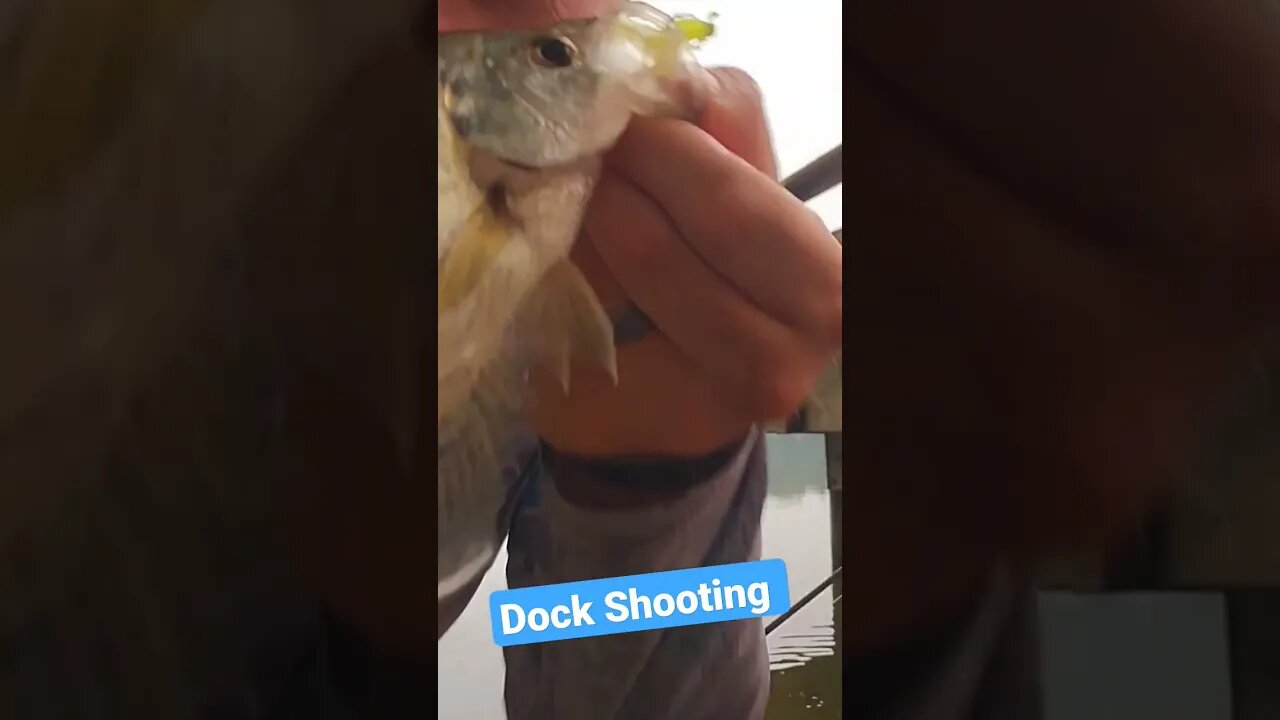 Dock Shooting Crappie #fishingtutorial #castcray #fishing #crappie #crazy #cool #fun #shorts