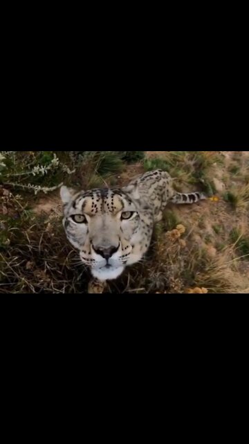 Face to face leopard