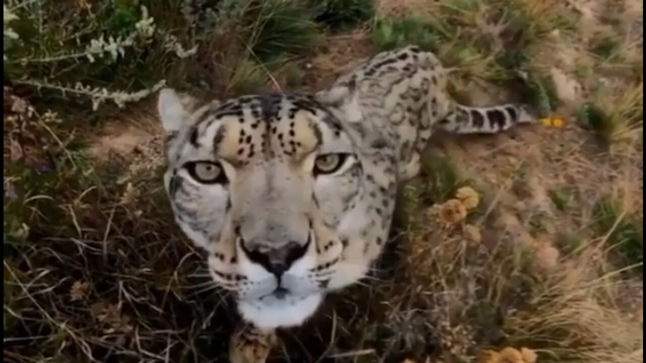 Face to face leopard