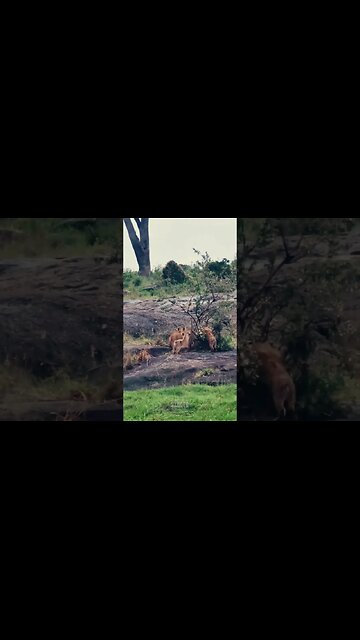 Fun On The Rocks! #Wildlife | #ShortsAfrica