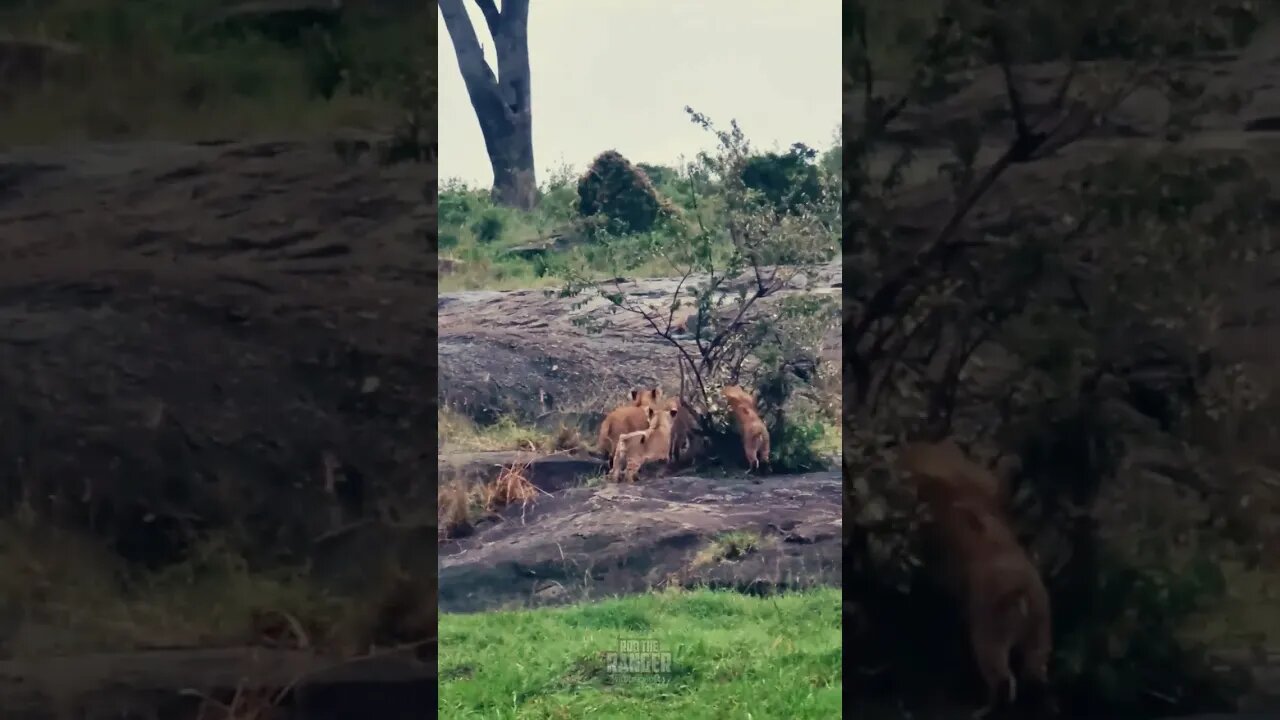 Fun On The Rocks! #Wildlife | #ShortsAfrica