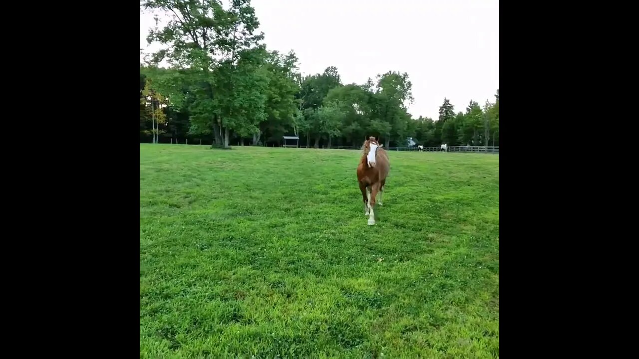 It's a great feeling when a horse crosses a field to greet you #horse